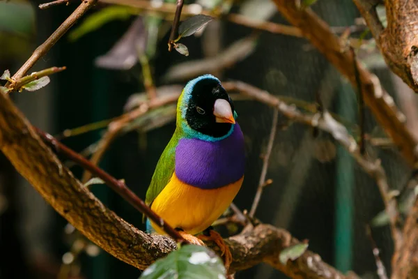 Gouldian Finch Erythrura Gouldiae Más Néven Lady Gouldian Finch Őshonos — Stock Fotó