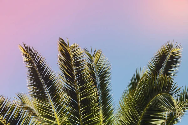 gökyüzü arka planda palmiye ağacı dalları
