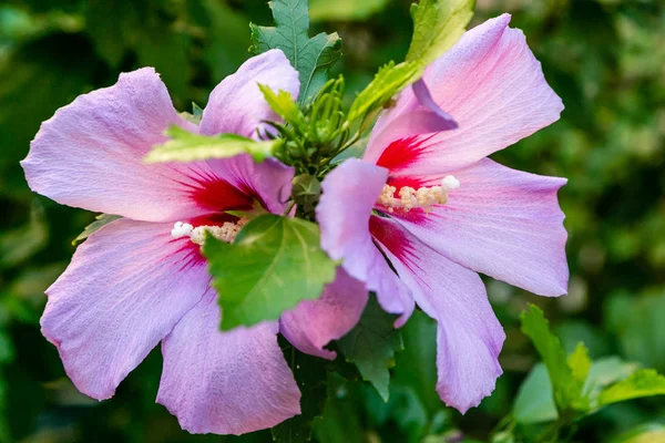 Bahçede ebegümeci çiçeği (Hibiscus gül sinensis). Karkade tropikal bahçe.