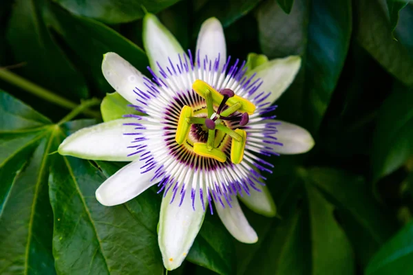 Mavi çiçek veya Passiflora (Passiflora caerulea) içinde tropikal bahçe bırakır. Güzel tutku meyve çiçek ya da Passiflora (Passifloraceae). Passiflora 550 türler bir cinsidir. Evergreen tropik sarmaşık