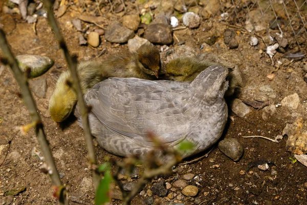 Geopelia Cuneata Ett Växthus — Stockfoto