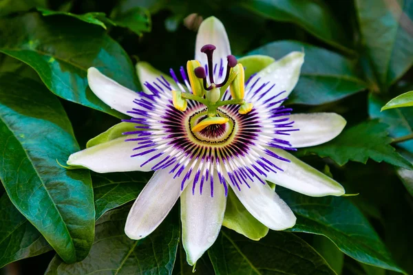 Mavi çiçek veya Passiflora (Passiflora caerulea) içinde tropikal bahçe bırakır. Güzel tutku meyve çiçek ya da Passiflora (Passifloraceae). Passiflora 550 türler bir cinsidir. Evergreen tropik sarmaşık