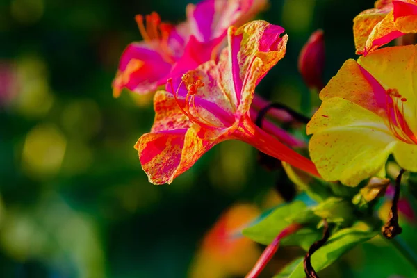 ミラビリス ジャラパの美しい花や夏の庭の4時の時計 カラフルな花の背景 — ストック写真