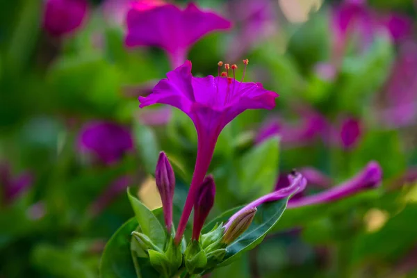 Lindas Flores Mirabilis Jalapa Four Relógio Jardim Verão Fundo Floral — Fotografia de Stock