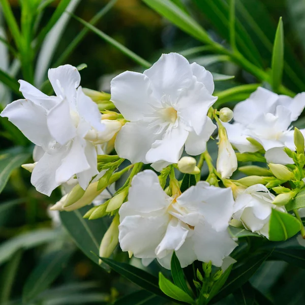 oleander Oleander çiçekleri büyük bir tropikal bitkidir. Güzel çiçek tropikal arka plan