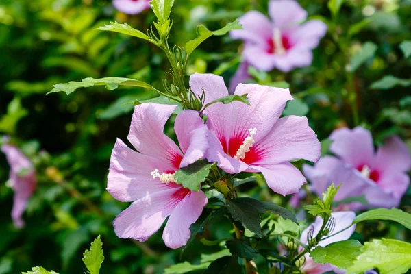 Bahçede ebegümeci çiçeği (Hibiscus gül sinensis). Karkade tropikal bahçe.
