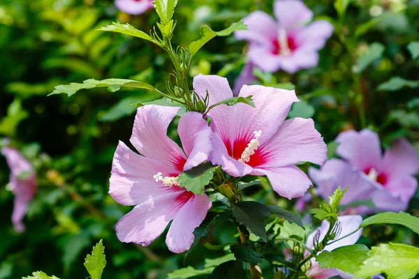 Flor Hibisco Hibiscus Rose Sinensis Jardín Karkade Jardín Tropical —  Fotos de Stock