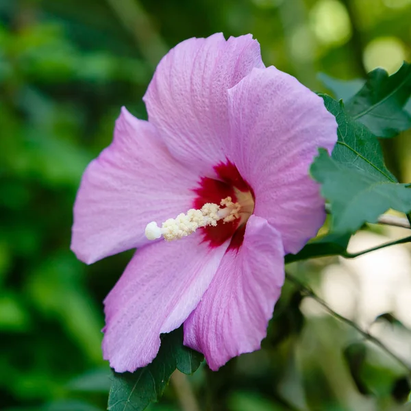Bahçede ebegümeci çiçeği (Hibiscus gül sinensis). Karkade tropikal bahçe.
