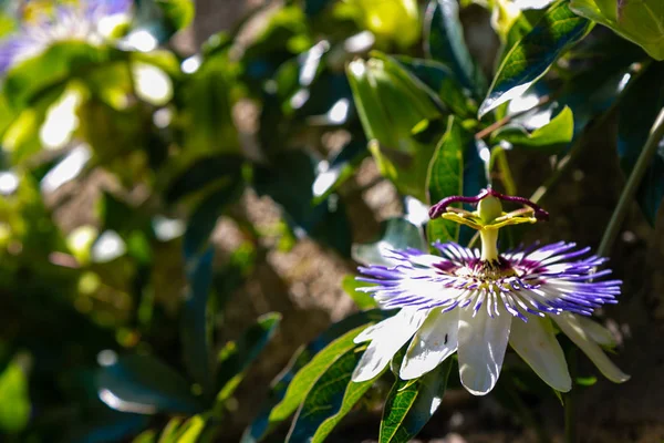 Mavi çiçek veya Passiflora (Passiflora caerulea) içinde tropikal bahçe bırakır. Güzel tutku meyve çiçek ya da Passiflora (Passifloraceae). Passiflora 550 türler bir cinsidir. Evergreen tropik sarmaşık