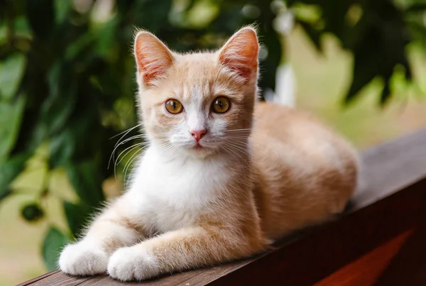 Sevimli kırmızı tüylü yavru kedi