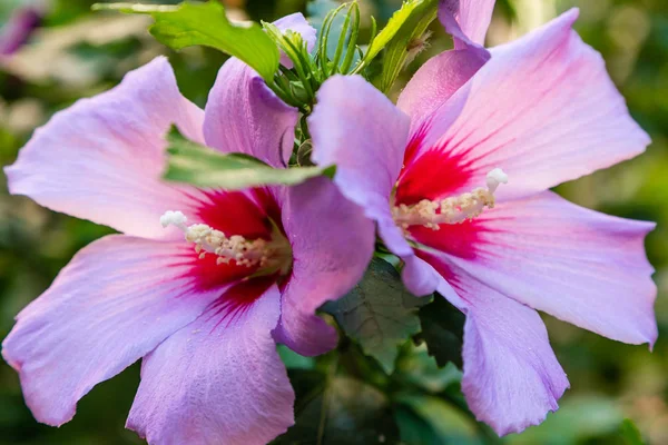 Bahçede ebegümeci çiçeği (Hibiscus gül sinensis). Karkade tropikal bahçe.