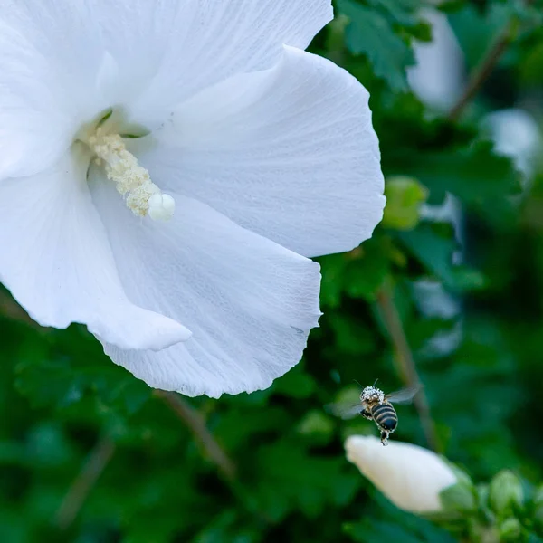 Bahçede ebegümeci çiçeği (Hibiscus gül sinensis). Karkade tropikal bahçe.