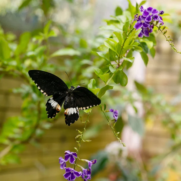 Vacker Svart Fjäril Papilio Polytes Butterfly Samla Nektar Tropisk Växt — Stockfoto