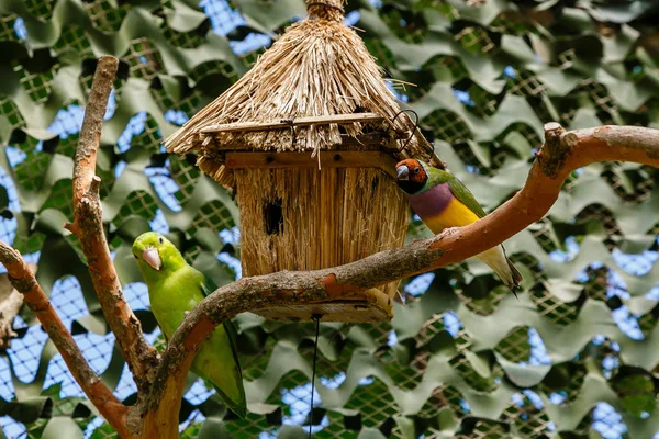 古尔迪安雀 伊里图拉古尔迪亚 也被称为夫人古尔迪安雀 在澳大利亚特有的 在家饲养观赏鸟 — 图库照片