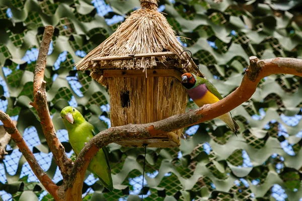 Fringuello Gouldiano Erythrura Gouldiae Noto Anche Come Lady Gouldian Finch — Foto Stock