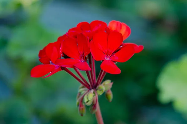 Geranium Pratense Garden — Stock Photo, Image