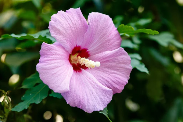 Bahçede ebegümeci çiçeği (Hibiscus gül sinensis). Karkade tropikal bahçe.