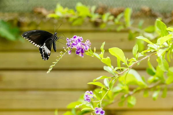 Una Hermosa Mariposa Negra Papilio Polytes Butterfly Recogiendo Néctar Una —  Fotos de Stock