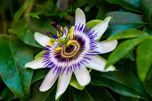 Mavi çiçek veya Passiflora (Passiflora caerulea) içinde tropikal bahçe bırakır. Güzel tutku meyve çiçek ya da Passiflora (Passifloraceae). Passiflora 550 türler bir cinsidir. Evergreen tropik sarmaşık