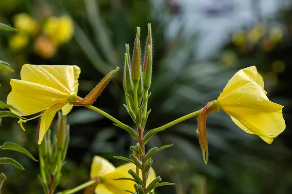Akşam, gece mumu (lat. Oenothera) Selvi ailesinin bitkilerin bir cinstir (Onagraceae)