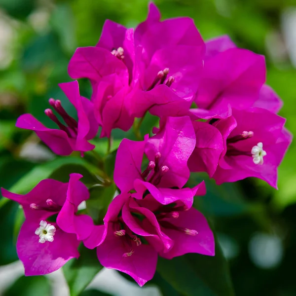 Buganvilla Floreciente Flores Buganvilla Púrpura —  Fotos de Stock