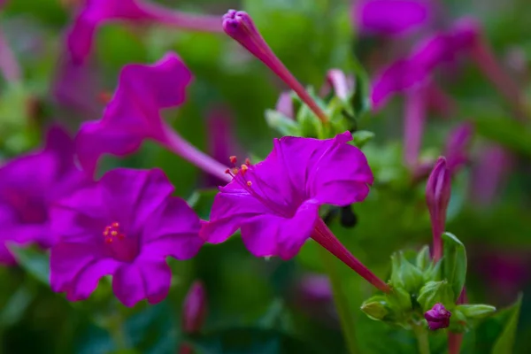 Hermosas Flores Mirabilis Jalapa Reloj Cuatro Jardín Verano Fondo Floral —  Fotos de Stock