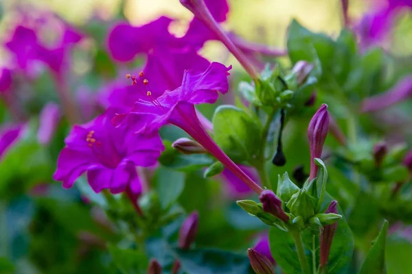 Hermosas Flores Mirabilis Jalapa Reloj Cuatro Jardín Verano Fondo Floral —  Fotos de Stock