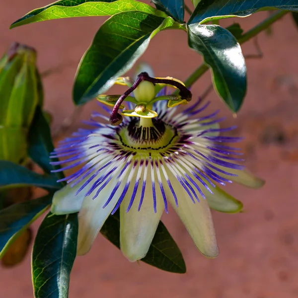 Blue Flower Passiflora Passiflora Caerulea Leaves Tropical Garden Beautiful Passion — Stock Photo, Image