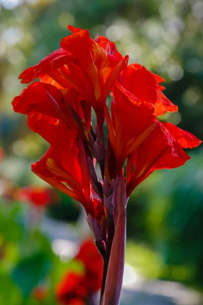 Flores Lirio Lily Género Plantas Con Flores Perteneciente Familia Liliaceae — Foto de Stock