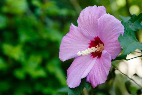Bahçede ebegümeci çiçeği (Hibiscus gül sinensis). Karkade tropikal bahçe.