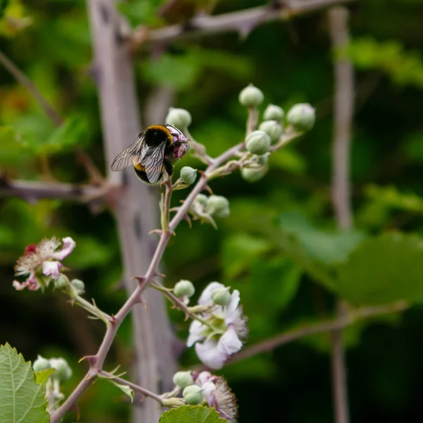 Böğürtlen'in çiçek açan dalı. Doğal bir arka plan üzerinde çiçekler ile Böğürtlen dalı. Bahçede Berry bitkileri
