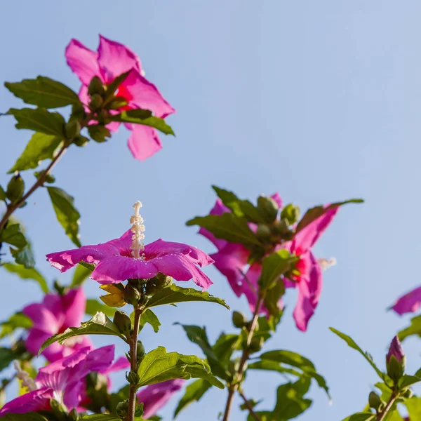 Bahçede ebegümeci çiçeği (Hibiscus gül sinensis). Karkade tropikal bahçe.