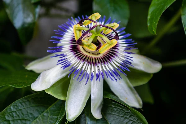 Mavi çiçek veya Passiflora (Passiflora caerulea) içinde tropikal bahçe bırakır. Güzel tutku meyve çiçek ya da Passiflora (Passifloraceae). Passiflora 550 türler bir cinsidir. Evergreen tropik sarmaşık