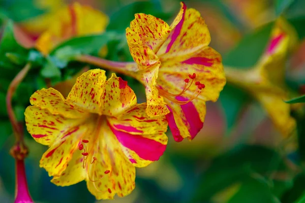 Beautiful Flowers Mirabilis Jalapa Four Clock Summer Garden Colorful Floral — Stock Photo, Image