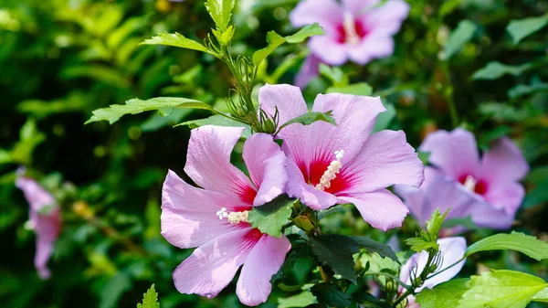 Flor Hibisco Hibiscus Rose Sinensis Jardín Karkade Jardín Tropical —  Fotos de Stock