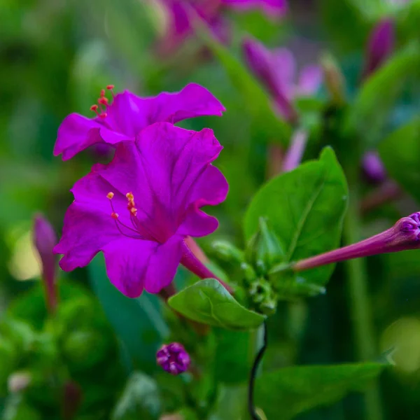 Piękne Kwiaty Mirabilis Jalapa Lub Four Clock Letnim Ogrodzie Kolorowe — Zdjęcie stockowe