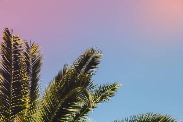 gökyüzü arka planda palmiye ağacı dalları