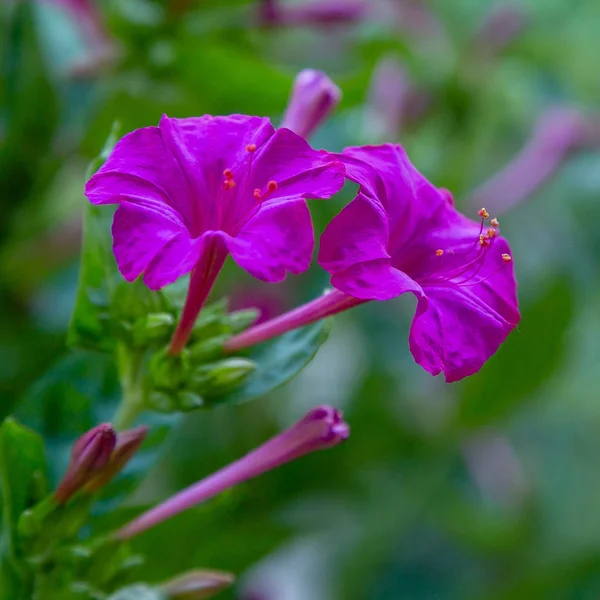 Hermosas Flores Mirabilis Jalapa Reloj Cuatro Jardín Verano Fondo Floral —  Fotos de Stock