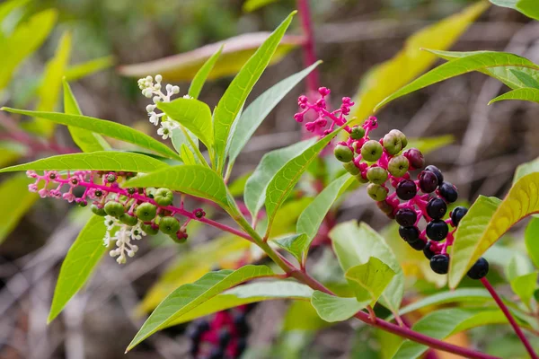 Ortak pokeweed veya Phytolacca americana, Amerikan poke weed, Mürekkep, Poke. Bahçede şifalı bitkiler. Bahçede şifalı bitkiler.