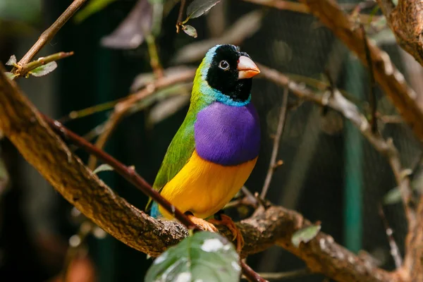 Gouldian Finch Erythrura Gouldiae Más Néven Lady Gouldian Finch Őshonos — Stock Fotó