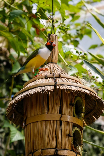 Gouldian Finch Erythrura Gouldiae Известная Lady Gouldian Finch Эндемик Австралии — стоковое фото