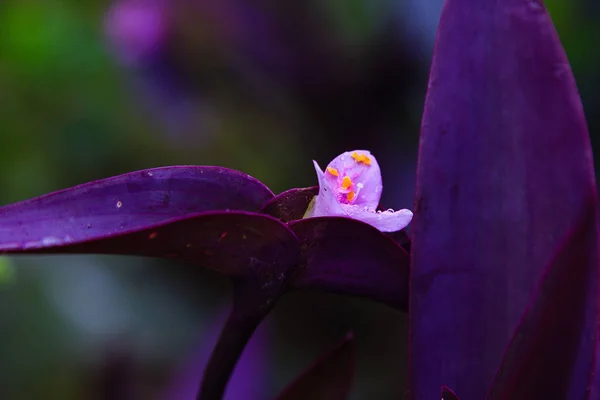 Purple Heart flower, close up