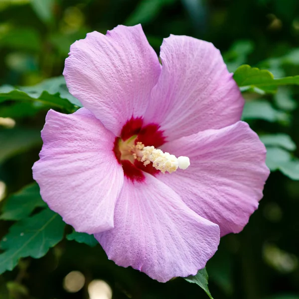 Bahçede ebegümeci çiçeği (Hibiscus gül sinensis). Karkade tropikal bahçe.
