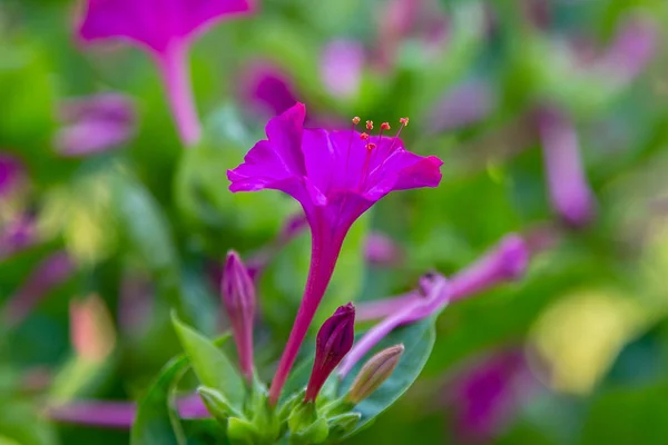 Piękne Kwiaty Mirabilis Jalapa Lub Four Clock Letnim Ogrodzie Kolorowe — Zdjęcie stockowe