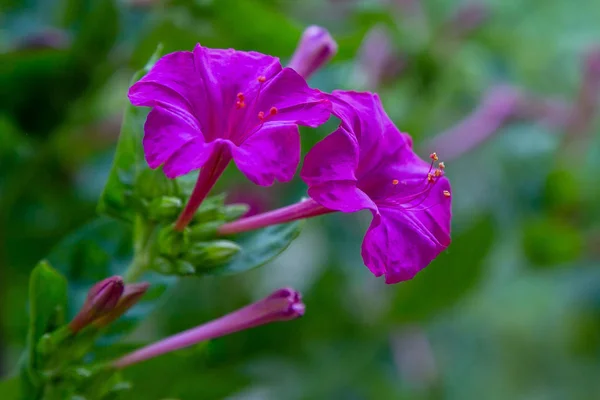Mirabilis Jalapa Veya Yaz Bahçesinde Four Clock Güzel Çiçekler Renkli — Stok fotoğraf