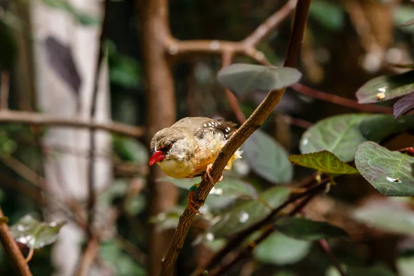 Tentilhão Gouldian Erythrura Gouldiae Também Conhecido Como Tentilhão Lady Gouldian — Fotografia de Stock