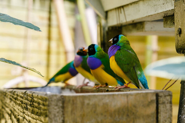 Gouldian finch (Erythrura gouldiae), также известная как Lady Gouldian finch, эндемик Австралии. Разведение декоративных птиц в домашних условиях
