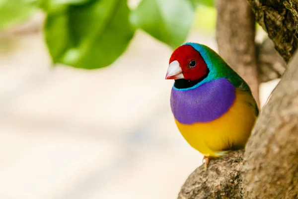 Tentilhão Gouldian Erythrura Gouldiae Também Conhecido Como Tentilhão Lady Gouldian — Fotografia de Stock