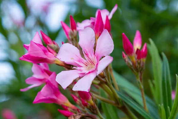 oleander Oleander çiçekleri büyük bir tropikal bitkidir. Güzel çiçek tropikal arka plan