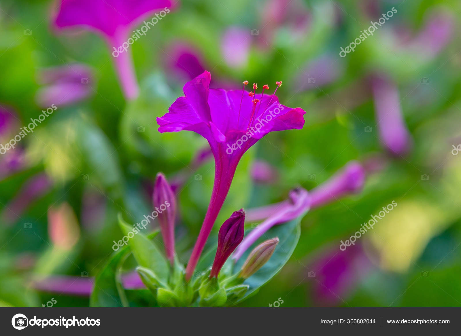 Beautiful Purple Yellow Flowers Mirabilis Jalapa Four Clock Summer Garden Stock Photo Image By C Ovju Yandex Ru Beautiful Purple Yellow Flowers Mirabilis Jalapa Four Clock Summer Garden Stock Photo Image By C Ovju Yandex Ru
